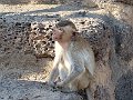 Lopburi P0576 Phra Prang Sanyod